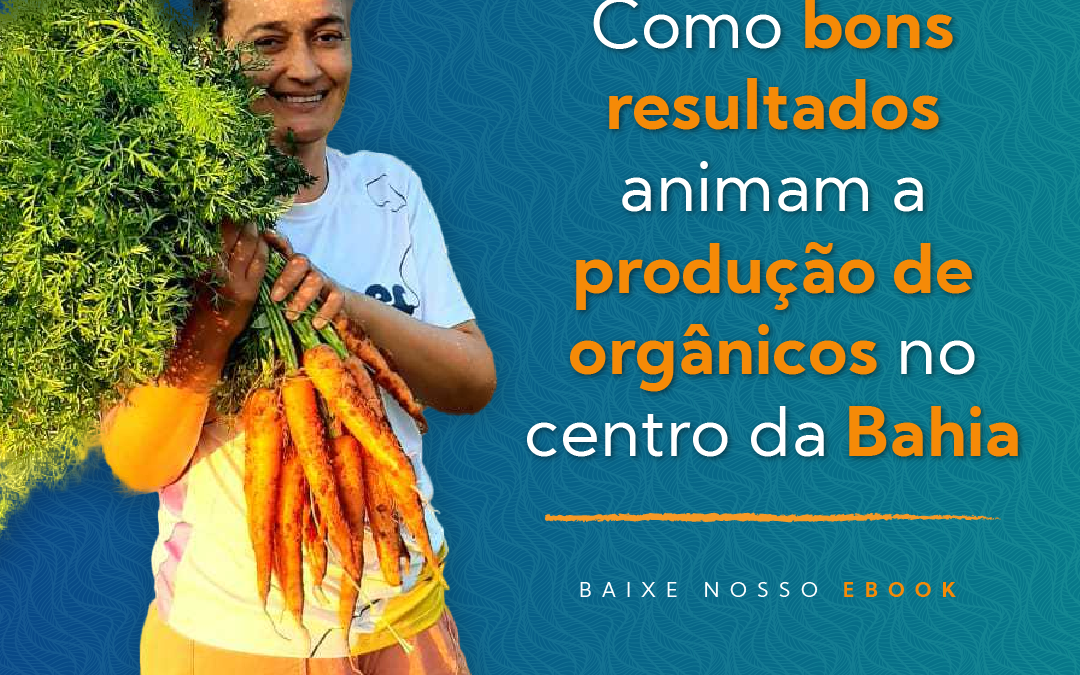 Bons resultados animam a produção de orgânicos no centro da Bahia